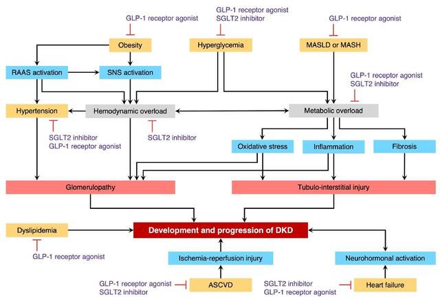Cơ chế tác dụng của thuốc SGLT-2i và GLP-1RA trong điều trị bệnh đái tháo đường